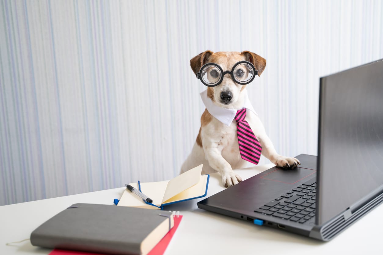 Hund mit schwarzer Brille und Schlips sitzt vor einem Laptop